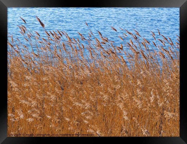 Reeds Beside a Pond Framed Print by Angela Cottingham