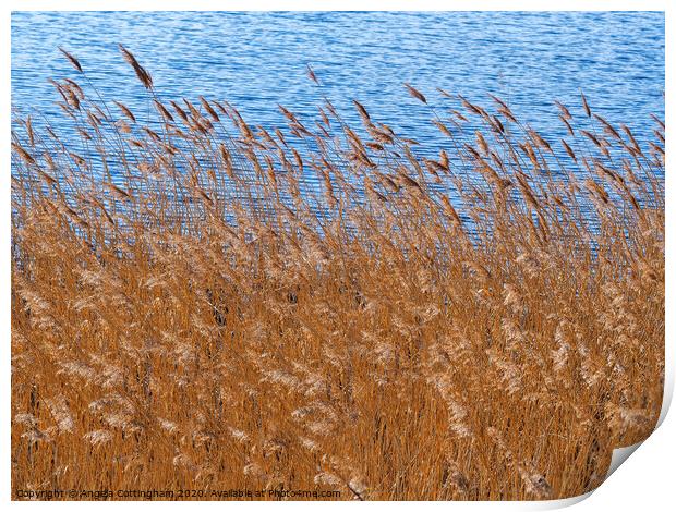 Reeds Beside a Pond Print by Angela Cottingham