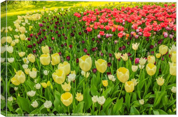the blossoming of tulips in a park Canvas Print by daniele mattioda