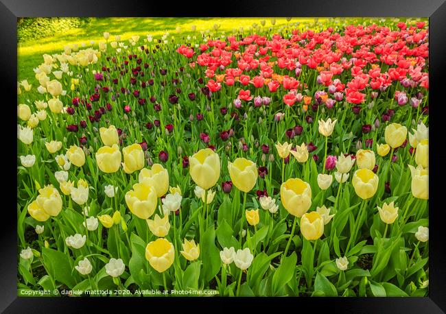 the blossoming of tulips in a park Framed Print by daniele mattioda
