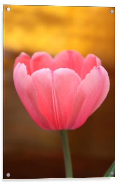 pink Tulip flower Acrylic by Karina Osipova