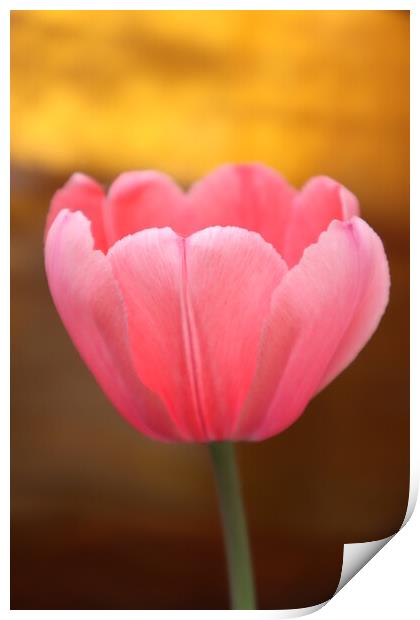 pink Tulip flower Print by Karina Osipova
