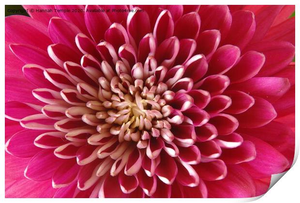 Chrysanthemum Print by Hannah Temple