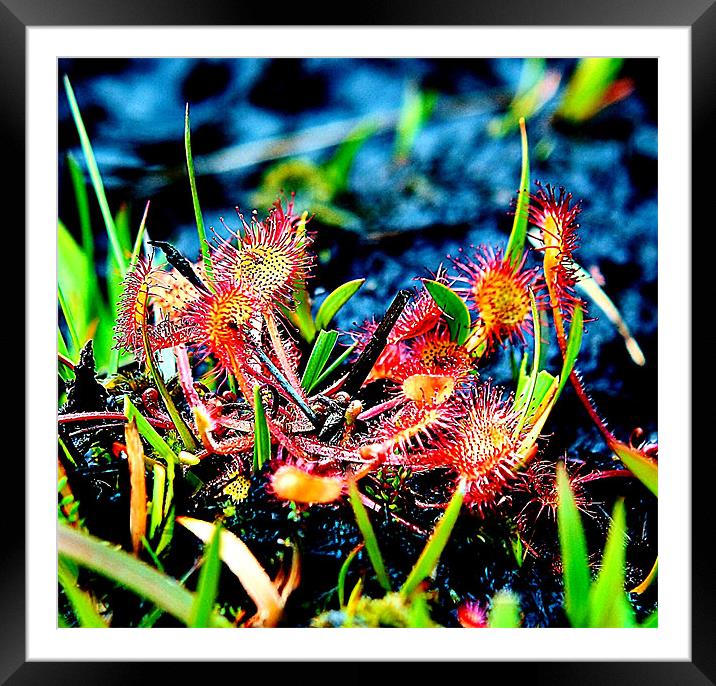 Sundews Framed Mounted Print by val butcher