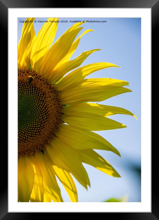 Sunflower Framed Mounted Print by Hannah Temple