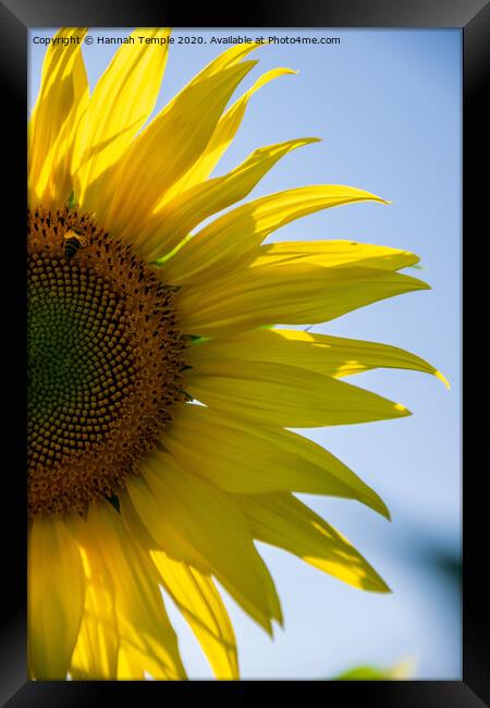 Sunflower Framed Print by Hannah Temple