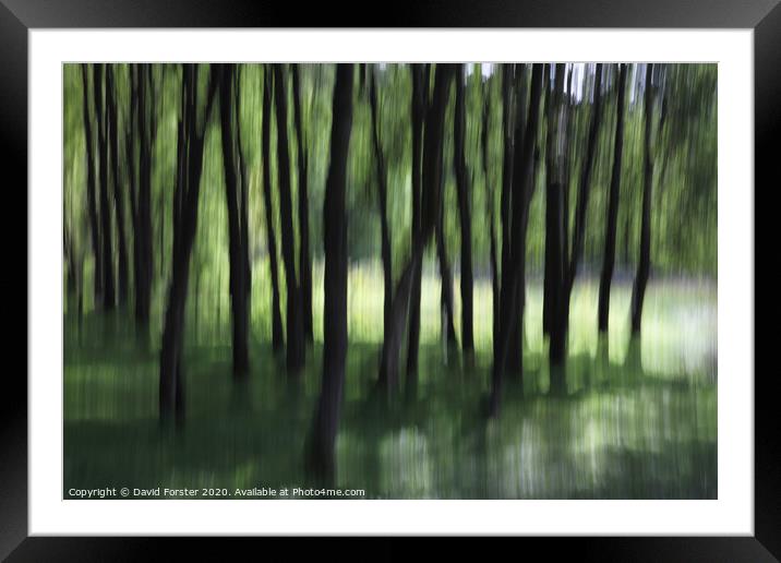 Woodland Tree Blur Abstract Framed Mounted Print by David Forster