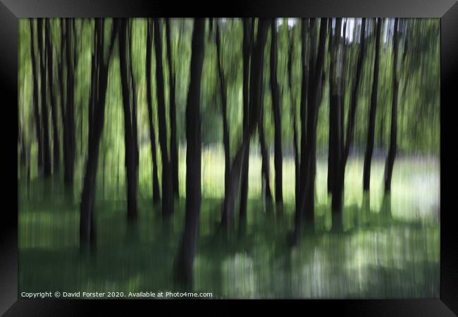 Woodland Tree Blur Abstract Framed Print by David Forster