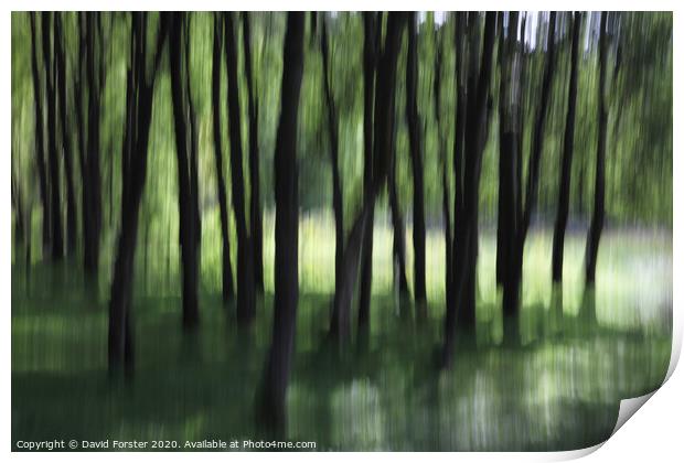 Woodland Tree Blur Abstract Print by David Forster