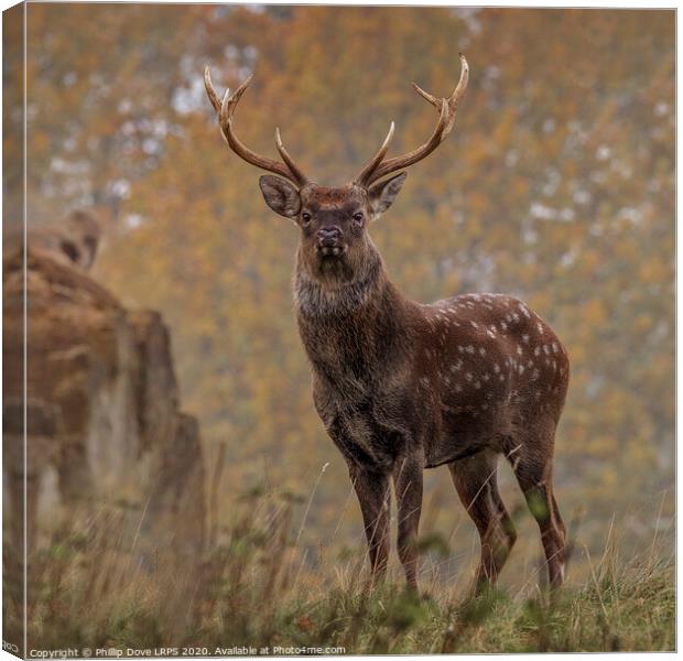 Sika Deer Stag Canvas Print by Phillip Dove LRPS