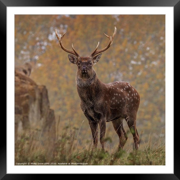 Sika Deer Stag Framed Mounted Print by Phillip Dove LRPS