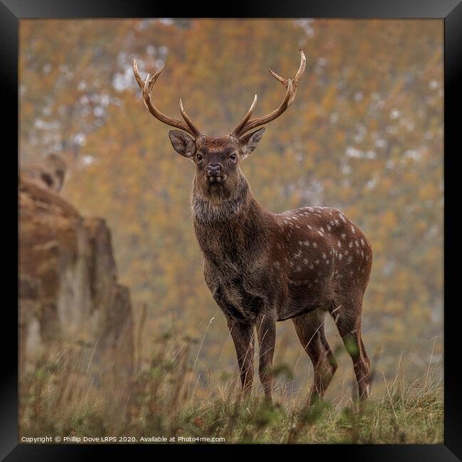 Sika Deer Stag Framed Print by Phillip Dove LRPS