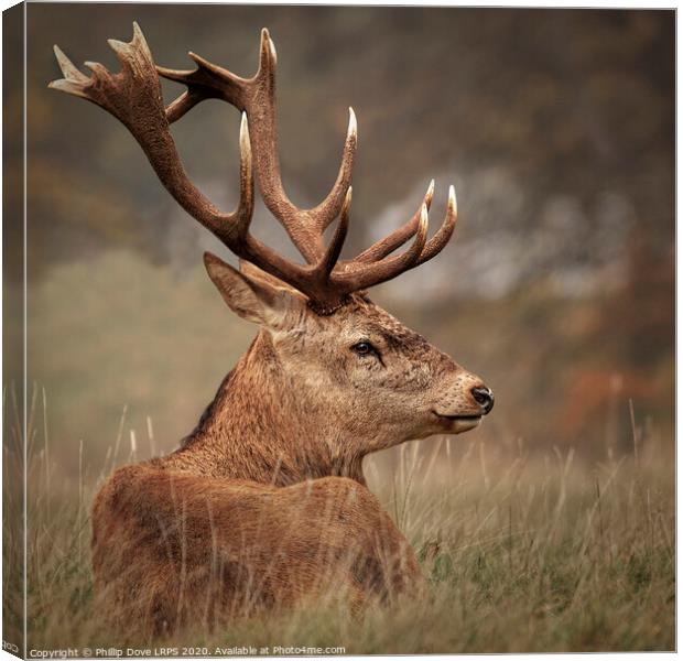 Red Stag resting Canvas Print by Phillip Dove LRPS