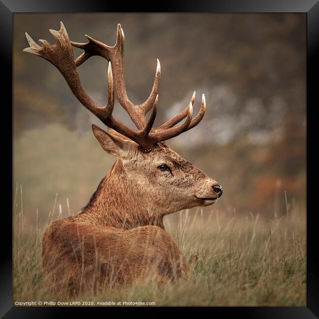 Red Stag resting Framed Print by Phillip Dove LRPS