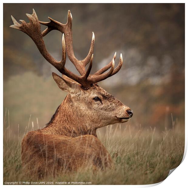Red Stag resting Print by Phillip Dove LRPS