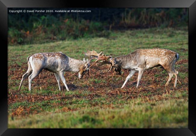 Fallow Deer Stags Dama Dama Fighting During the Ru Framed Print by David Forster