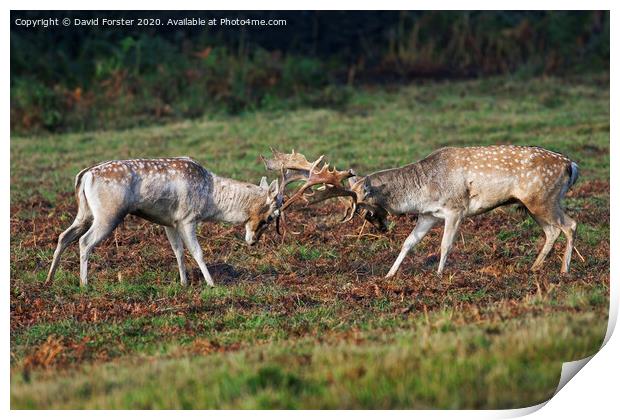 Fallow Deer Stags Dama Dama Fighting During the Ru Print by David Forster