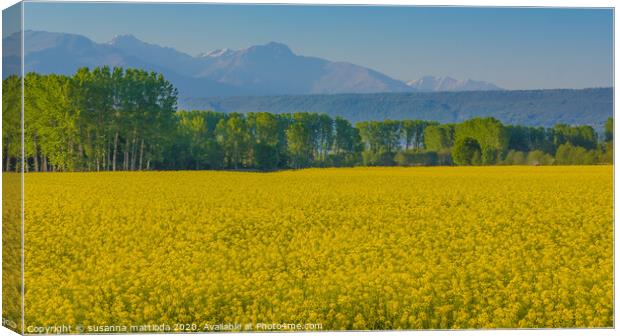 a field of yellow rapeseed flowers in Italy Canvas Print by susanna mattioda