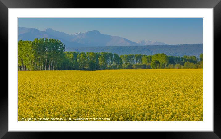 a field of yellow rapeseed flowers in Italy Framed Mounted Print by susanna mattioda