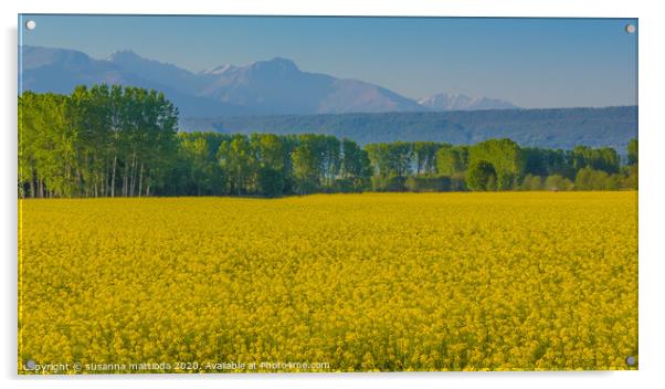 a field of yellow rapeseed flowers in Italy Acrylic by susanna mattioda