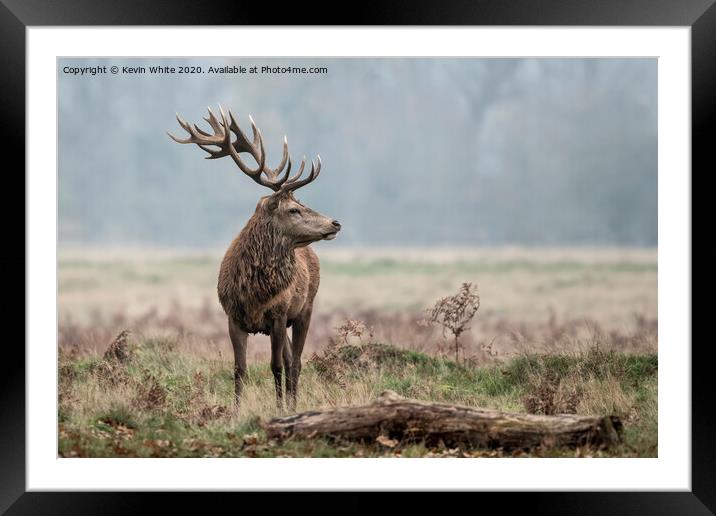 Alpha male stag Framed Mounted Print by Kevin White