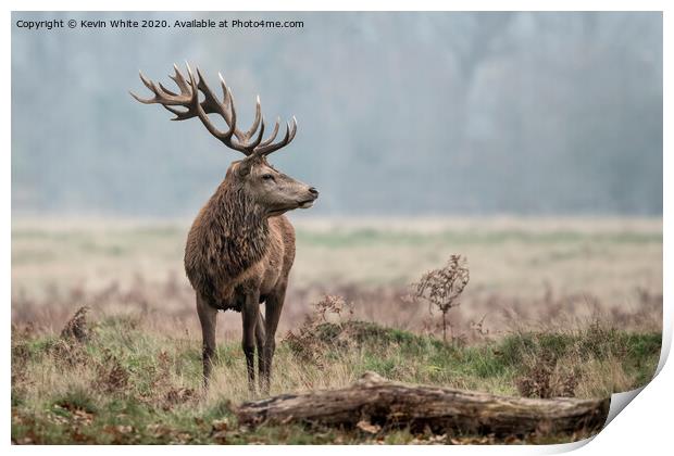 Alpha male stag Print by Kevin White
