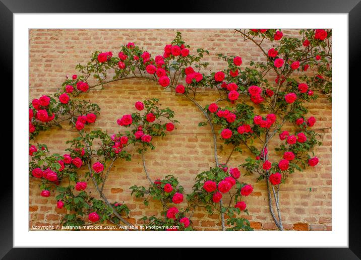 a roses climb on a brick wall      Framed Mounted Print by susanna mattioda