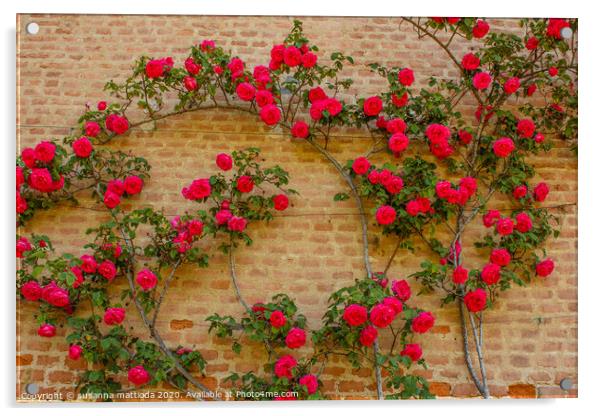 a roses climb on a brick wall      Acrylic by susanna mattioda