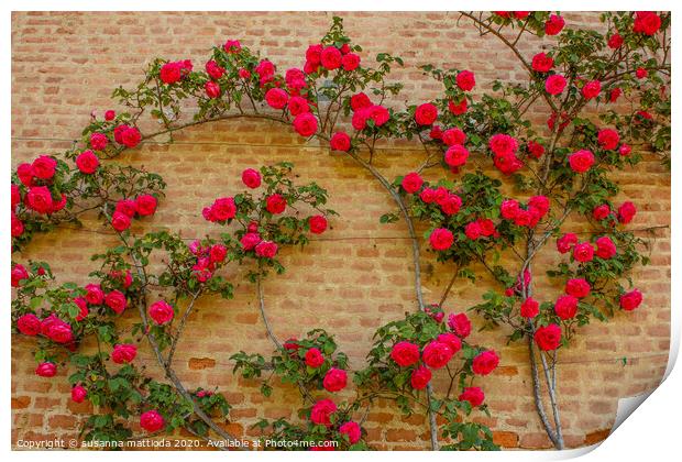 a roses climb on a brick wall      Print by susanna mattioda