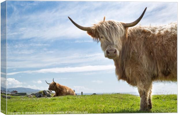  Highland Cows on the Isle of Lewis Canvas Print by Barbara Jones