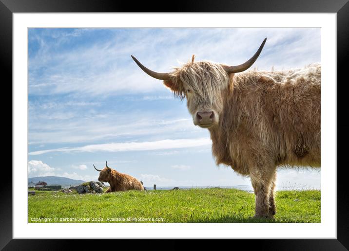  Highland Cows on the Isle of Lewis Framed Mounted Print by Barbara Jones