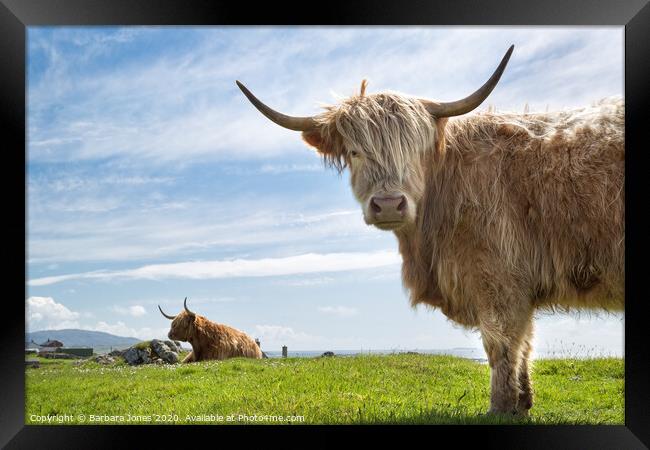 Highland Cows on the Isle of Lewis Framed Print by Barbara Jones