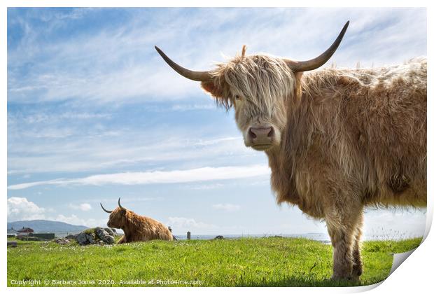  Highland Cows on the Isle of Lewis Print by Barbara Jones