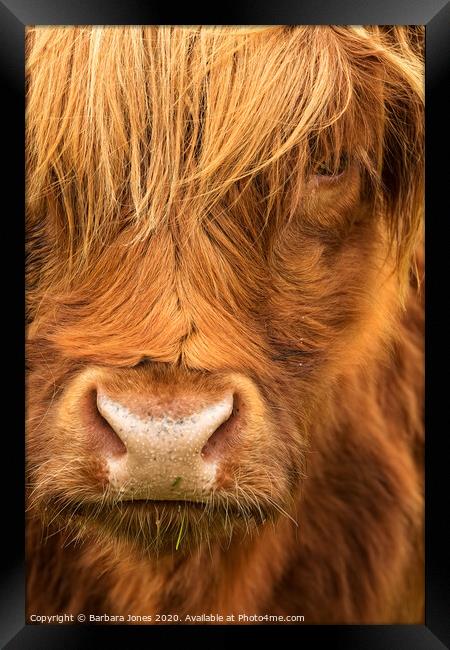  Highland Cow Scottish Highlands Framed Print by Barbara Jones
