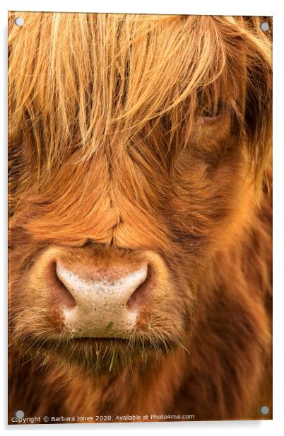  Highland Cow Scottish Highlands Acrylic by Barbara Jones