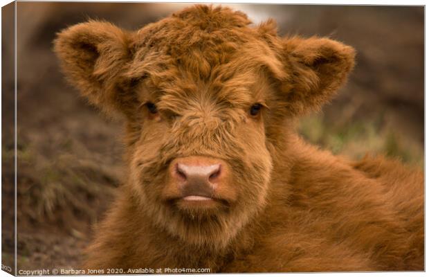 Cute Calf Highland Cow Scotland Canvas Print by Barbara Jones