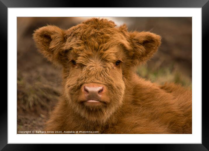 Cute Calf Highland Cow Scotland Framed Mounted Print by Barbara Jones