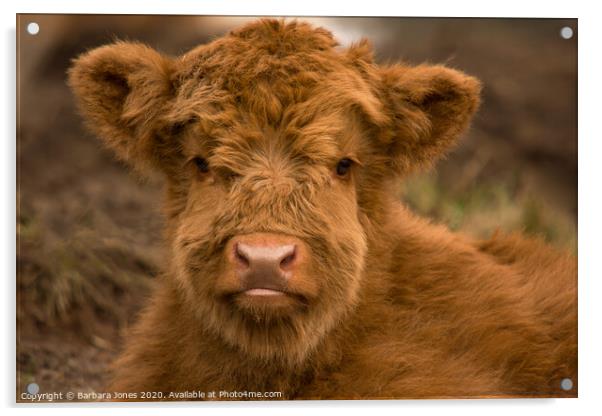 Cute Calf Highland Cow Scotland Acrylic by Barbara Jones