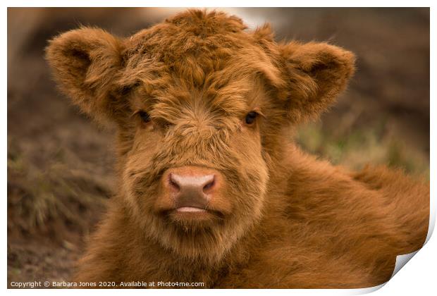 Cute Calf Highland Cow Scotland Print by Barbara Jones