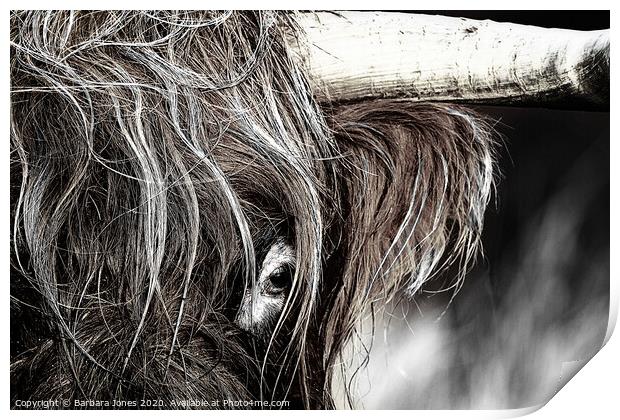Majestic Highland Cow Print by Barbara Jones