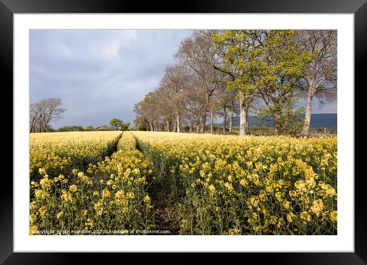 Fields of Gold Framed Mounted Print by jim Hamilton