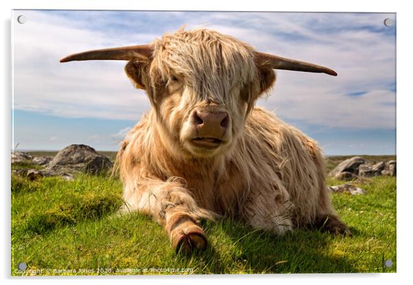 Highland Cow  on the Isle of Lewis  Acrylic by Barbara Jones