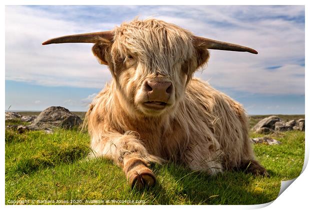 Highland Cow  on the Isle of Lewis  Print by Barbara Jones
