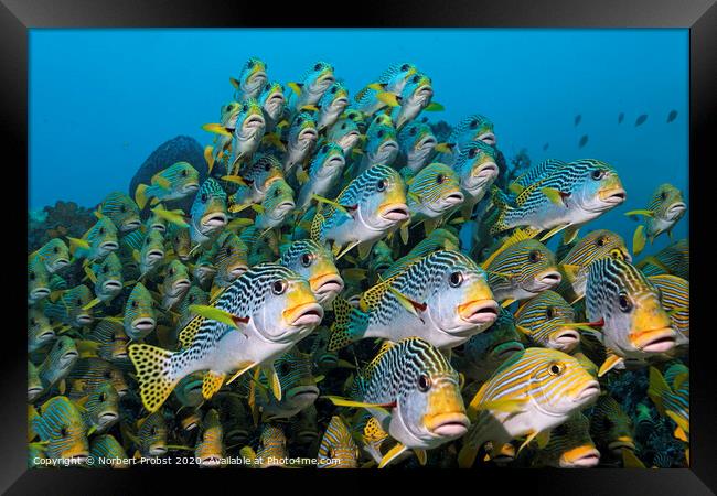 The Audience Framed Print by Norbert Probst