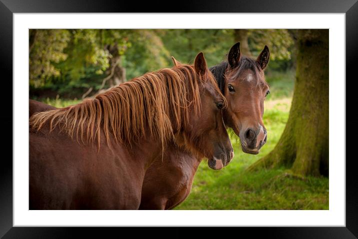 Companionship Framed Mounted Print by Richard Downs