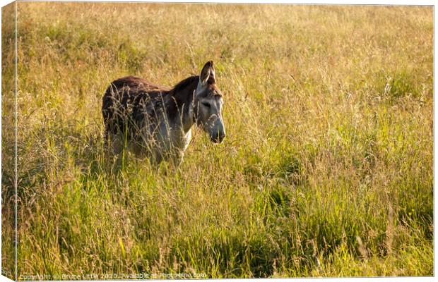 That'll do Donkey Canvas Print by Bruce Little