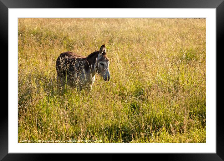 That'll do Donkey Framed Mounted Print by Bruce Little