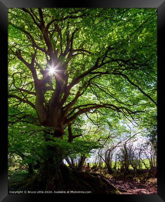 Giant beech tree, Aylesbeare Common Framed Print by Bruce Little