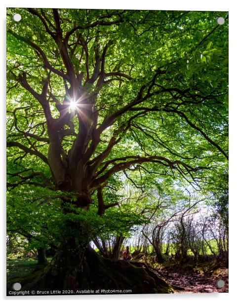 Giant beech tree, Aylesbeare Common Acrylic by Bruce Little