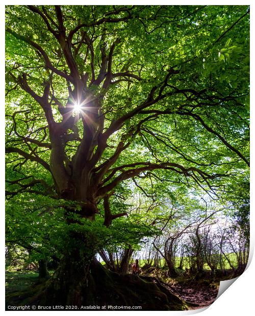 Giant beech tree, Aylesbeare Common Print by Bruce Little